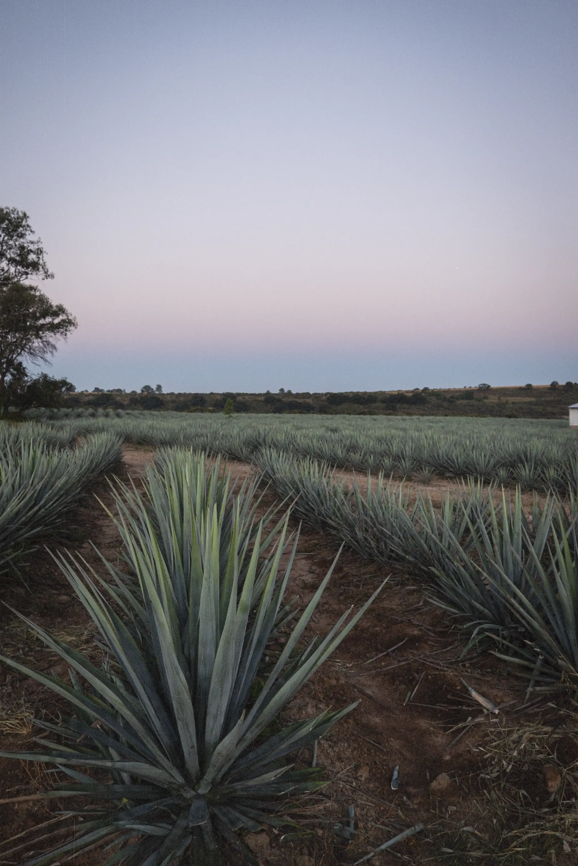 Tequila Matices - The Bottle - SOIL